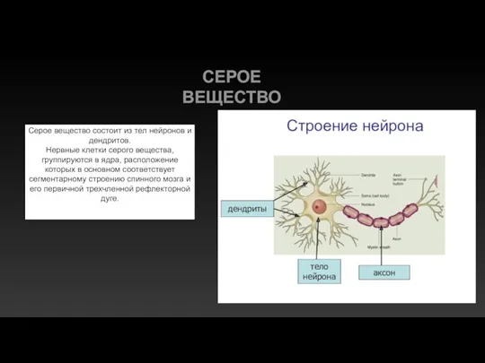 Серое вещество состоит из тел нейронов и дендритов. Нервные клетки серого вещества,