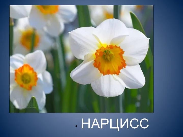 НАРЦИСС