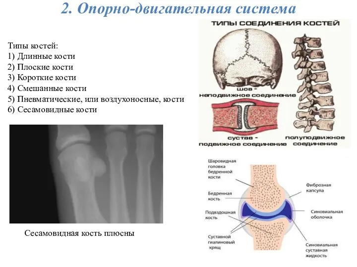 2. Опорно-двигательная система Типы костей: 1) Длинные кости 2) Плоские кости 3)