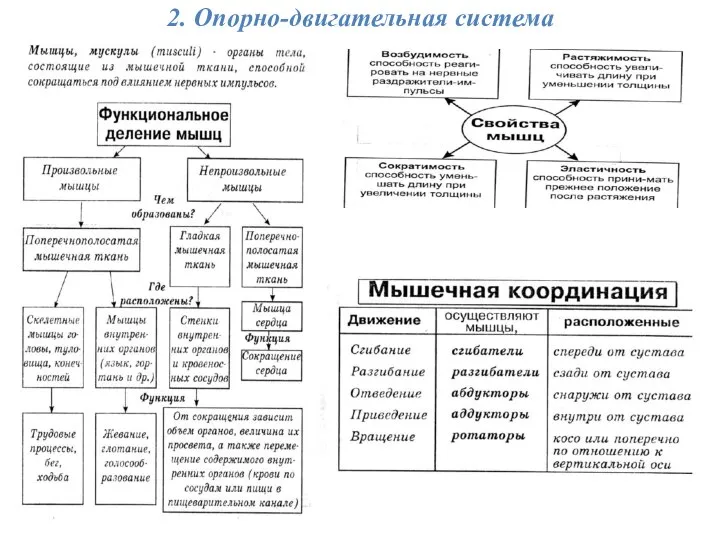 2. Опорно-двигательная система