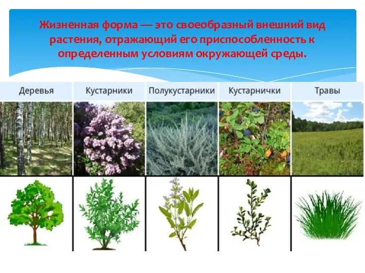 Жизненная форма — это своеобразный внешний вид растения, отражающий его приспособленность к определенным условиям окружающей среды.