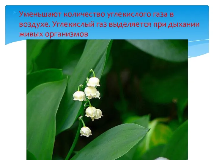 Уменьшают количество углекислого газа в воздухе. Углекислый газ выделяется при дыхании живых организмов