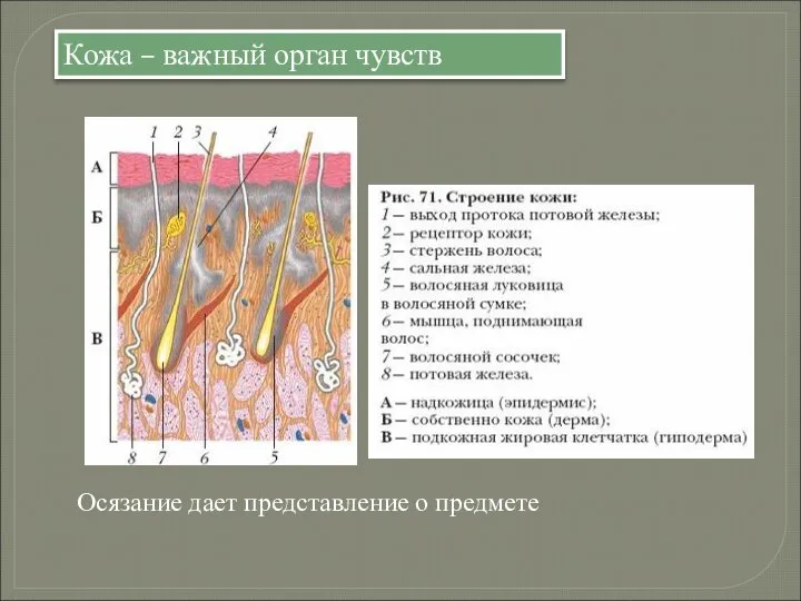 Кожа – важный орган чувств Осязание дает представление о предмете