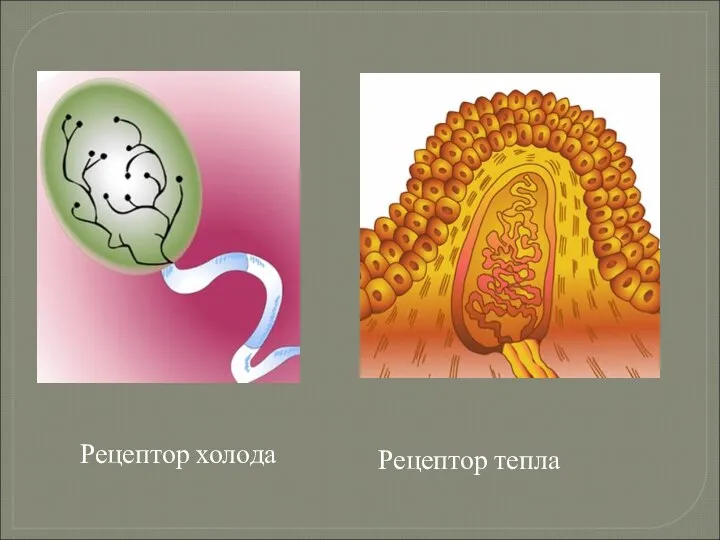 Рецептор холода Рецептор тепла