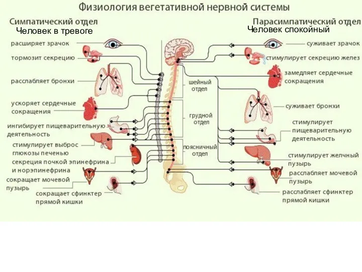 Человек в тревоге Человек спокойный