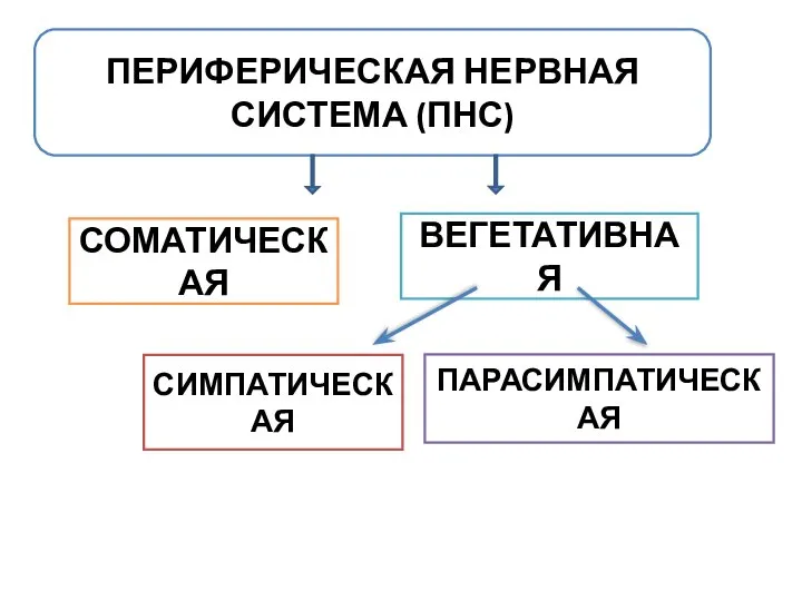 ПЕРИФЕРИЧЕСКАЯ НЕРВНАЯ СИСТЕМА (ПНС) СОМАТИЧЕСКАЯ ВЕГЕТАТИВНАЯ СИМПАТИЧЕСКАЯ ПАРАСИМПАТИЧЕСКАЯ