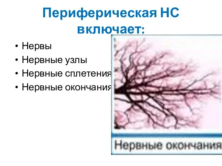 Периферическая НС включает: Нервы Нервные узлы Нервные сплетения Нервные окончания