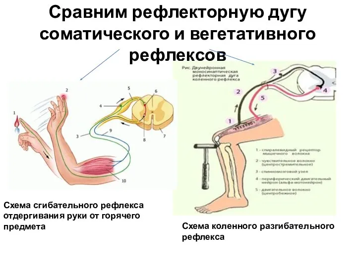 Сравним рефлекторную дугу соматического и вегетативного рефлексов Схема сгибательного рефлекса отдергивания руки