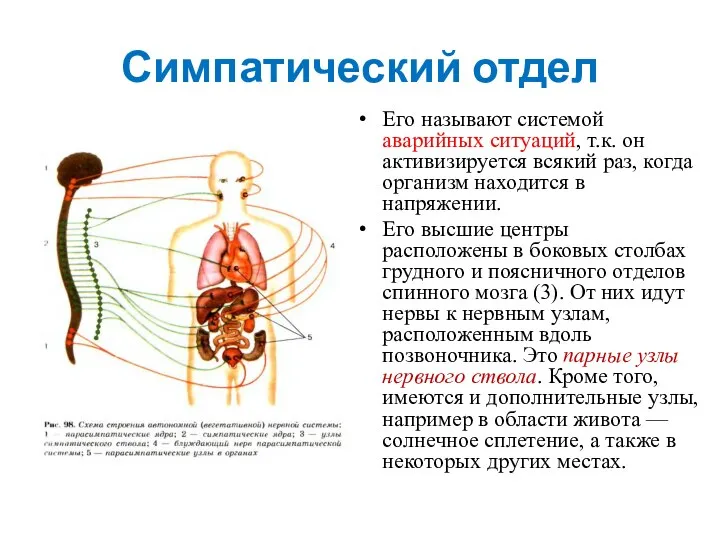 Симпатический отдел Его называют системой аварийных ситуаций, т.к. он активизируется всякий раз,