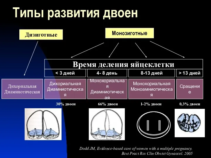 Типы развития двоен Дизиготные Монозиготные Дихориальная Диамниотическая Дихориальная Диамниотическая Монохориальная Диамниотическая Монохориальная