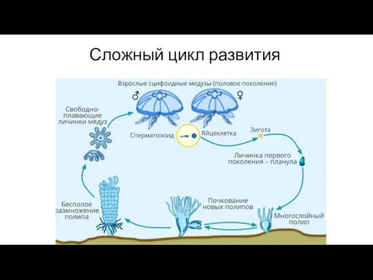 Сложный цикл развития