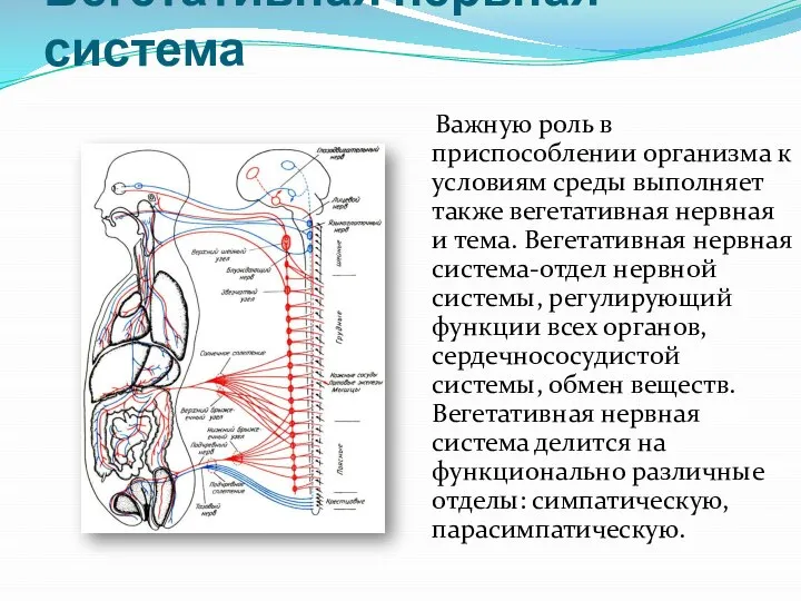 Вегетативная нервная система Важную роль в приспособлении организма к условиям среды выполняет