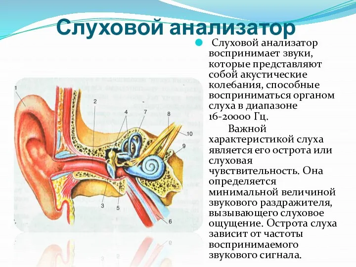 Слуховой анализатор Слуховой анализатор воспринимает звуки, которые представляют собой акустические коле6ания, способные