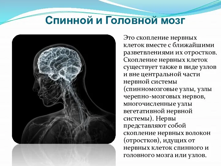 Спинной и Головной мозг Это скопление нервных клеток вместе с ближайшими разветвлениями