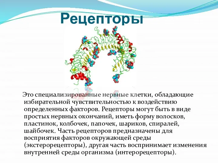 Рецепторы Это специализированные нервные клетки, обладающие избирательной чувствительностью к воздействию определенных факторов.