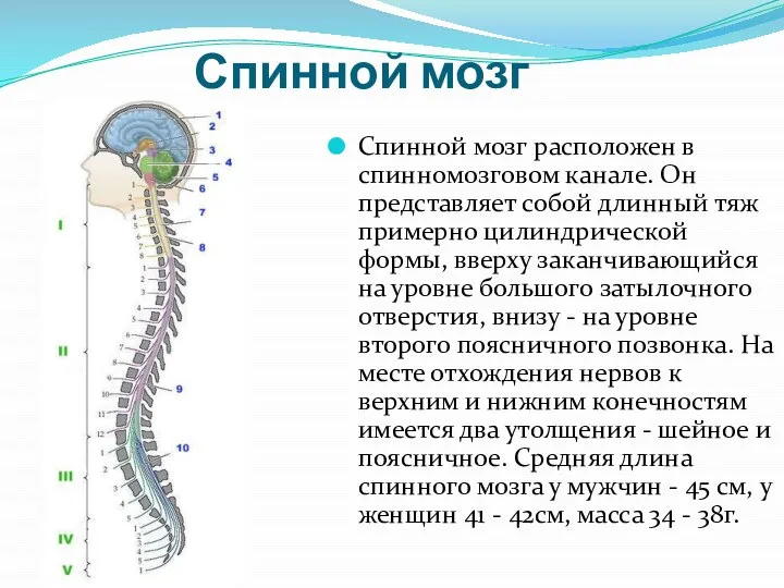 Спинной мозг Спинной мозг расположен в спинномозговом канале. Он представляет собой длинный