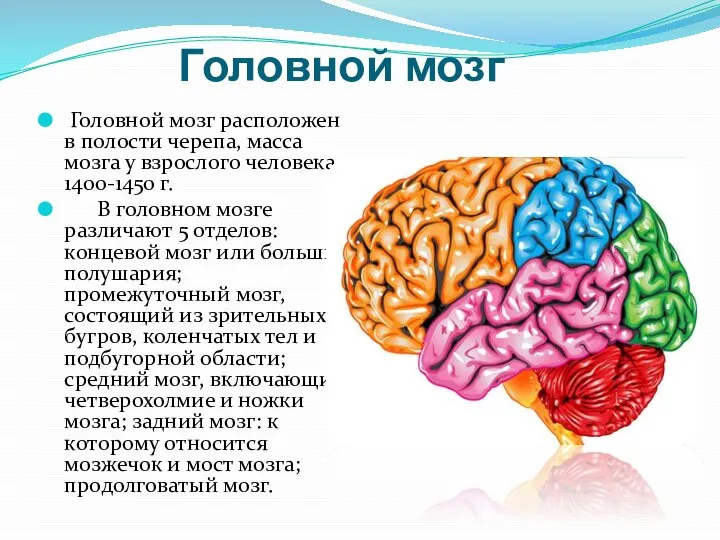 Головной мозг Головной мозг расположен в полости черепа, масса мозга у взрослого