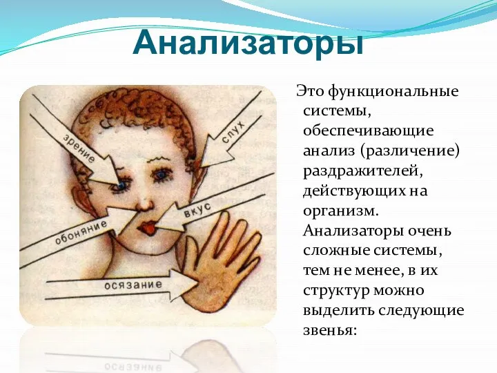 Анализаторы Это функциональные системы, обеспечивающие анализ (различение) раздражителей, действующих на организм. Анализаторы