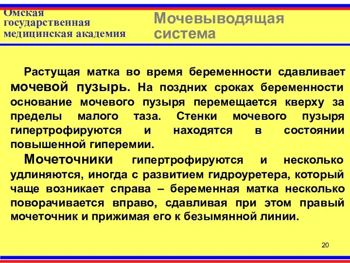 Омская государственная медицинская академия Мочевыводящая система Растущая матка во время беременности сдавливает