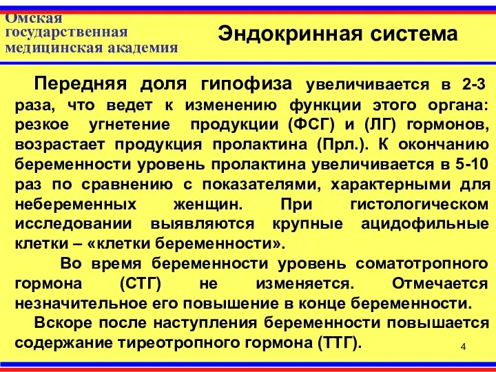 Омская государственная медицинская академия Эндокринная система Передняя доля гипофиза увеличивается в 2-3