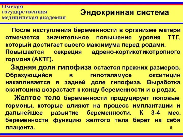 Омская государственная медицинская академия Эндокринная система После наступления беременности в организме матери