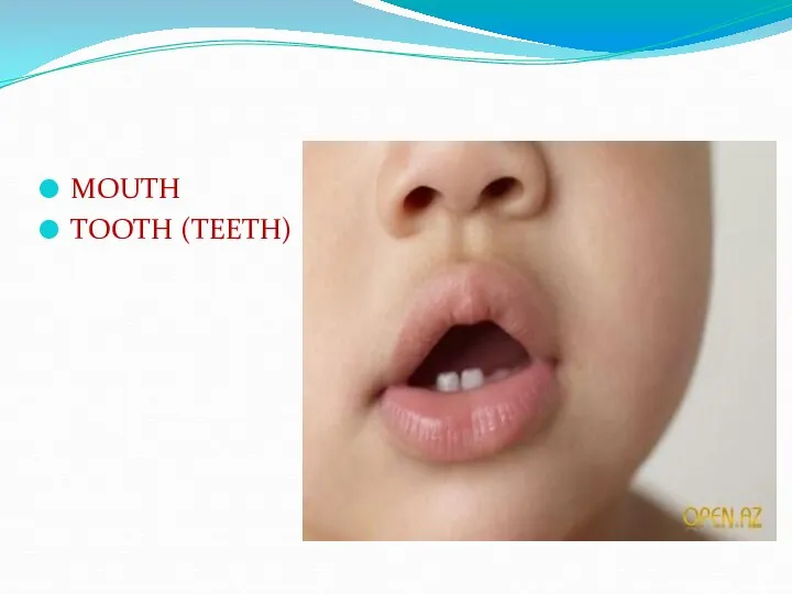 MOUTH TOOTH (TEETH)