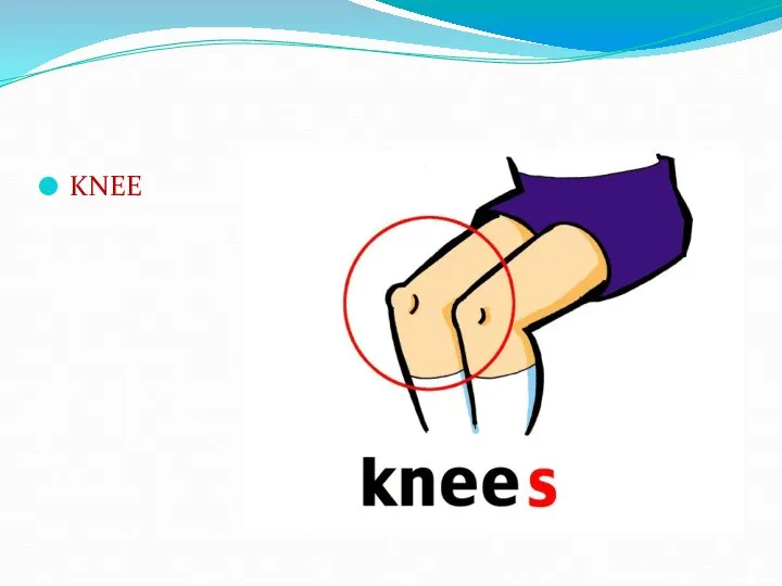 KNEE