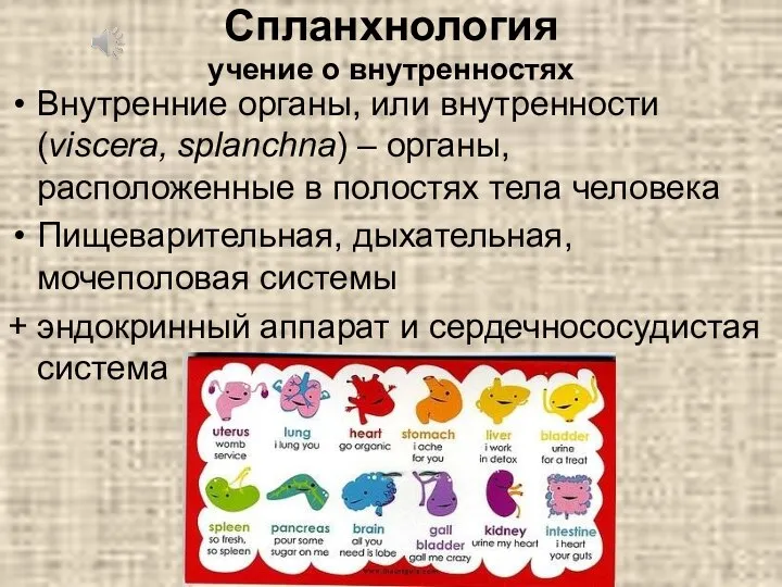 Спланхнология учение о внутренностях Внутренние органы, или внутренности (viscera, splanchna) – органы,