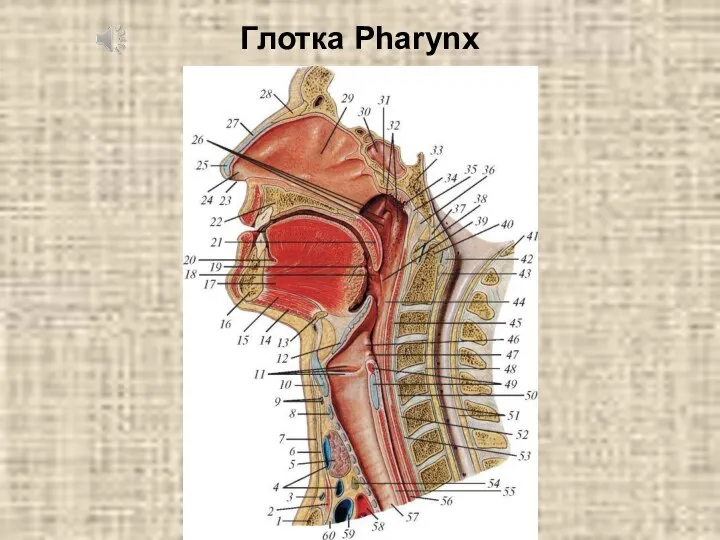 Глотка Pharynx