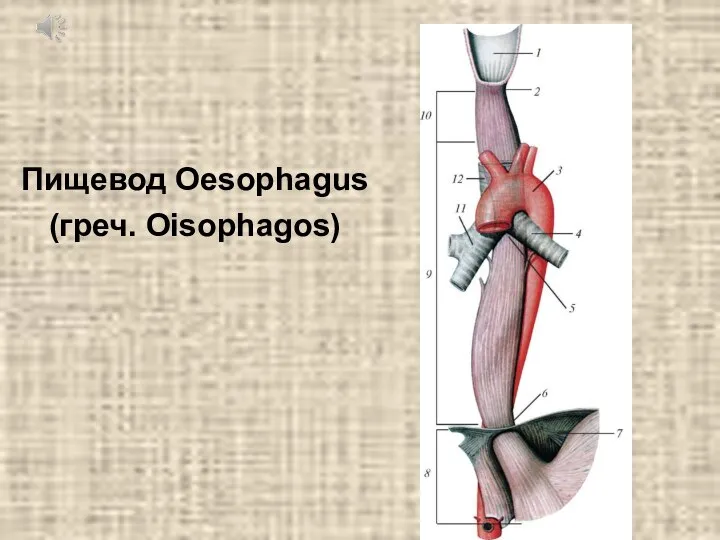 Пищевод Oesophagus (греч. Oisophagos)