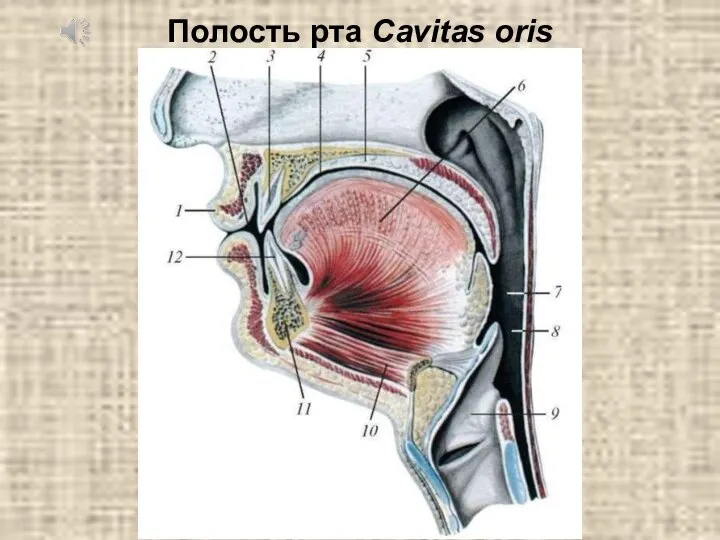 Полость рта Cavitas oris