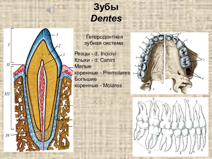 Зубы Dentes Резцы - d. Incicivi Клыки - d. Canini Малые коренные