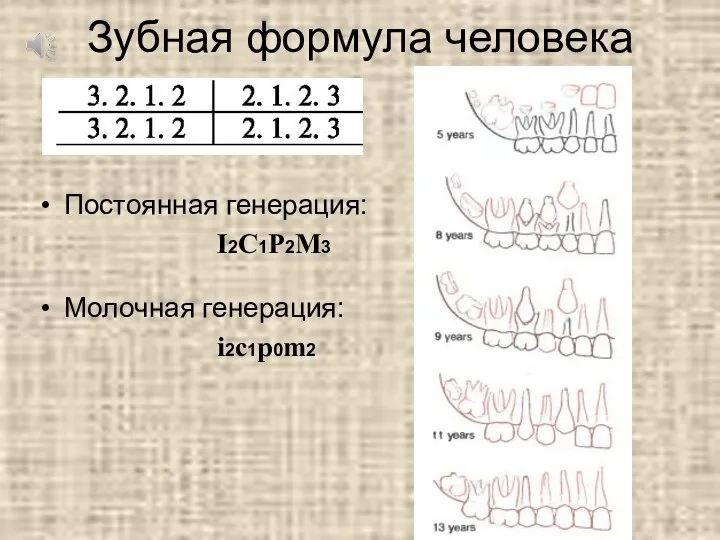 Зубная формула человека Постоянная генерация: I2C1P2M3 Молочная генерация: i2c1p0m2