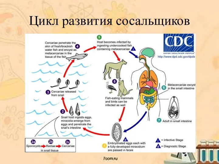 Цикл развития сосальщиков