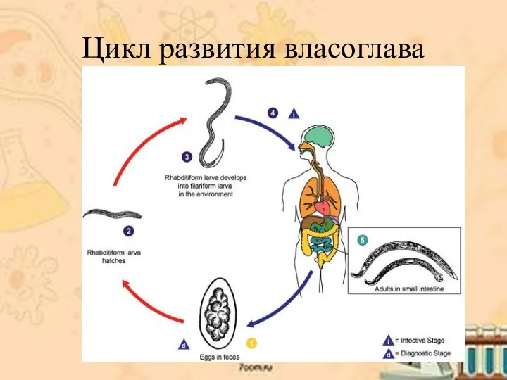 Цикл развития власоглава