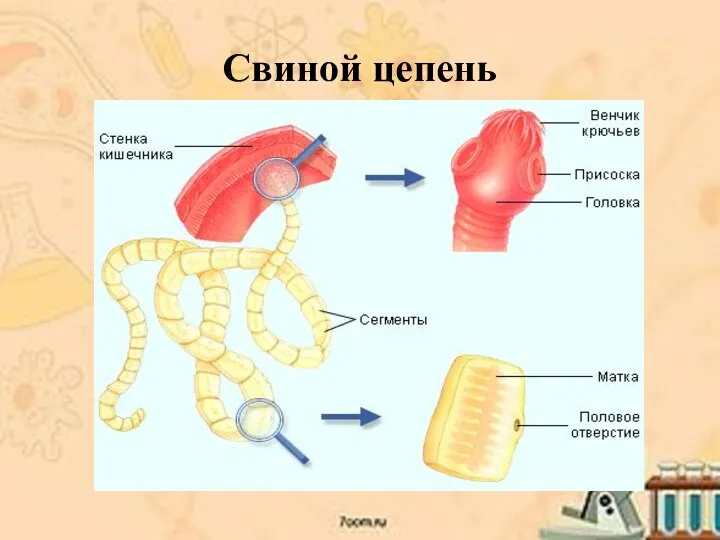 Свиной цепень