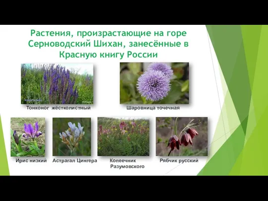 Растения, произрастающие на горе Серноводский Шихан, занесённые в Красную книгу России Тонконог
