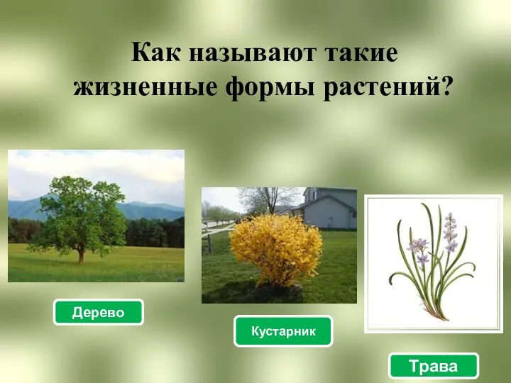 Как называют такие жизненные формы растений? Дерево Кустарник Трава