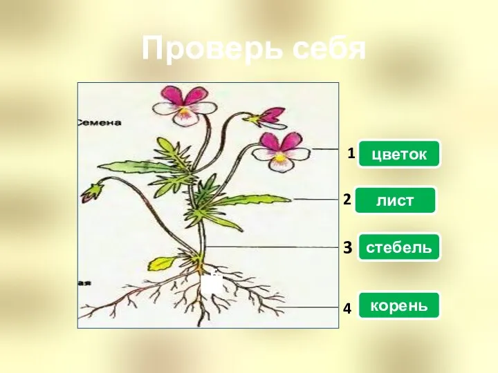 Проверь себя 4 1 2 3 6 цветок лист стебель корень