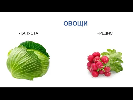 ОВОЩИ КАПУСТА РЕДИС