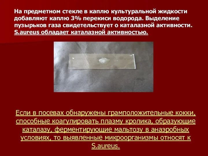 Если в посевах обнаружены грамположительные кокки, способные коагулировать плазму кролика, образующие каталазу,