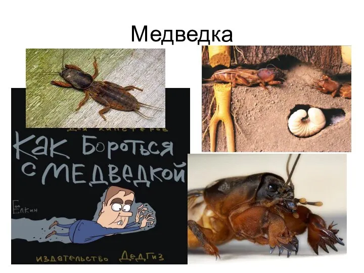 Медведка