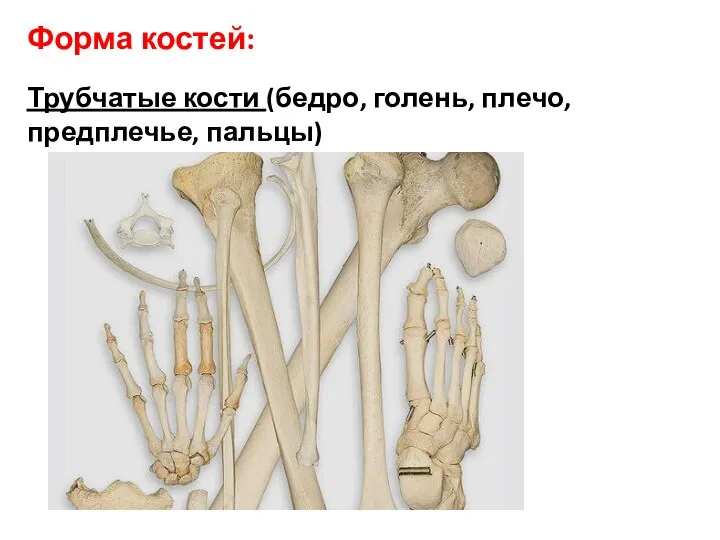 Форма костей: Трубчатые кости (бедро, голень, плечо, предплечье, пальцы)