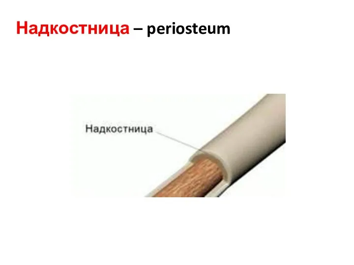 Надкостница – periosteum