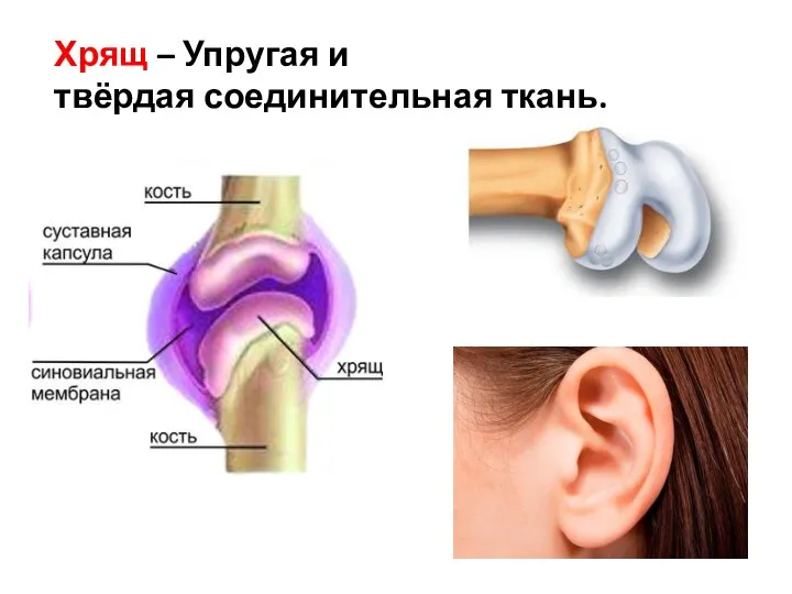 Хрящ – Упругая и твёрдая соединительная ткань.