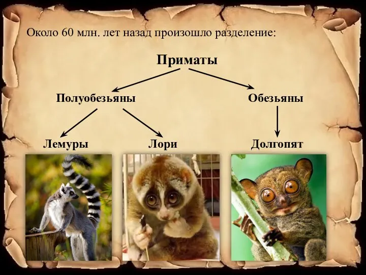 Около 60 млн. лет назад произошло разделение: Приматы Полуобезьяны Обезьяны Лемуры Лори Долгопят