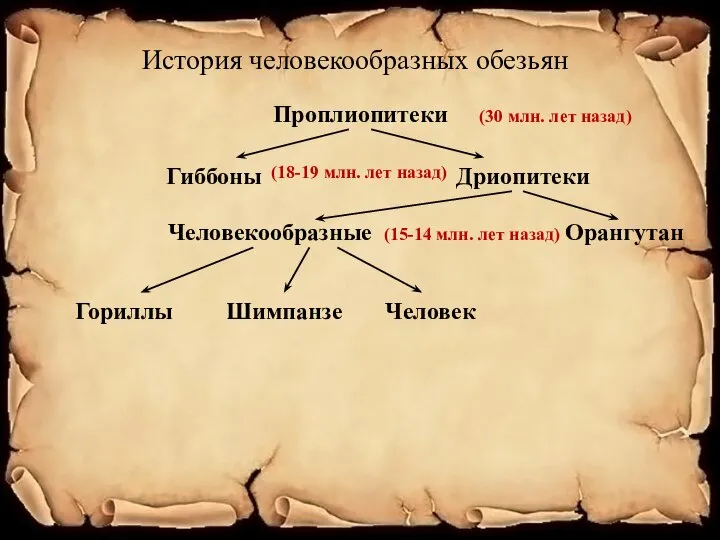 История человекообразных обезьян Проплиопитеки Гиббоны Дриопитеки Человекообразные Орангутан Гориллы Шимпанзе Человек (30