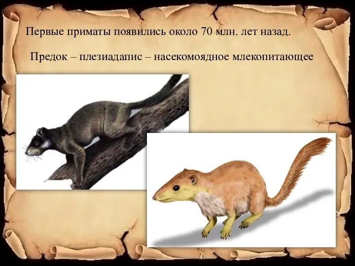 Первые приматы появились около 70 млн. лет назад. Предок – плезиадапис – насекомоядное млекопитающее
