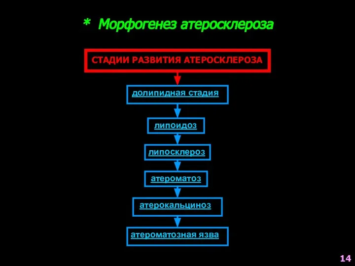 * Морфогенез атеросклероза СТАДИИ РАЗВИТИЯ АТЕРОСКЛЕРОЗА долипидная стадия липоидоз липосклероз атероматоз атерокальциноз атероматозная язва 14