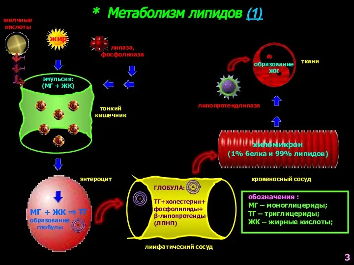 * Метаболизм липидов (1) обозначения : МГ – моноглицериды; ТГ – триглицериды;